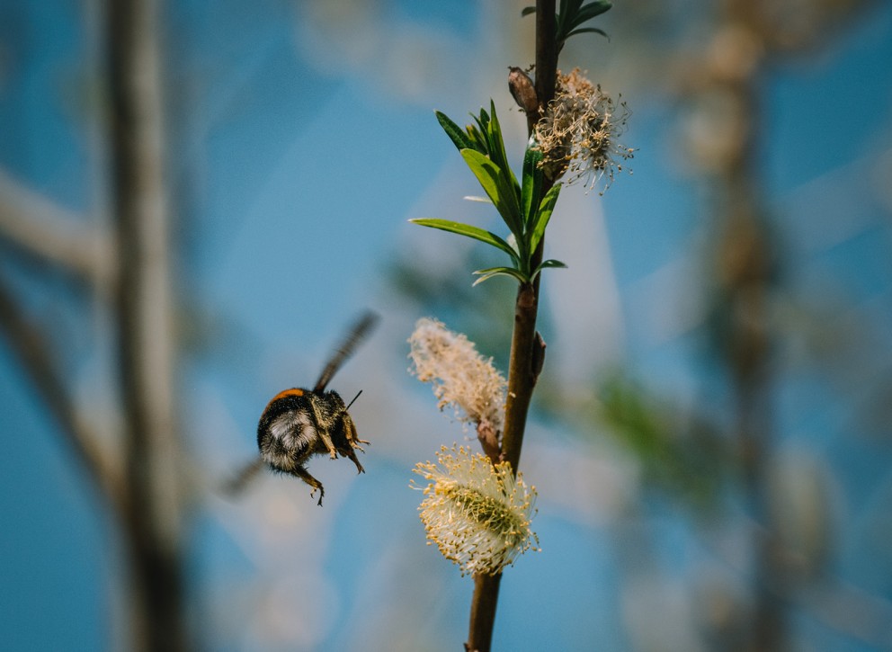 Hommel vliegt van katje naar katje | Foto: Sheena Schouwink 