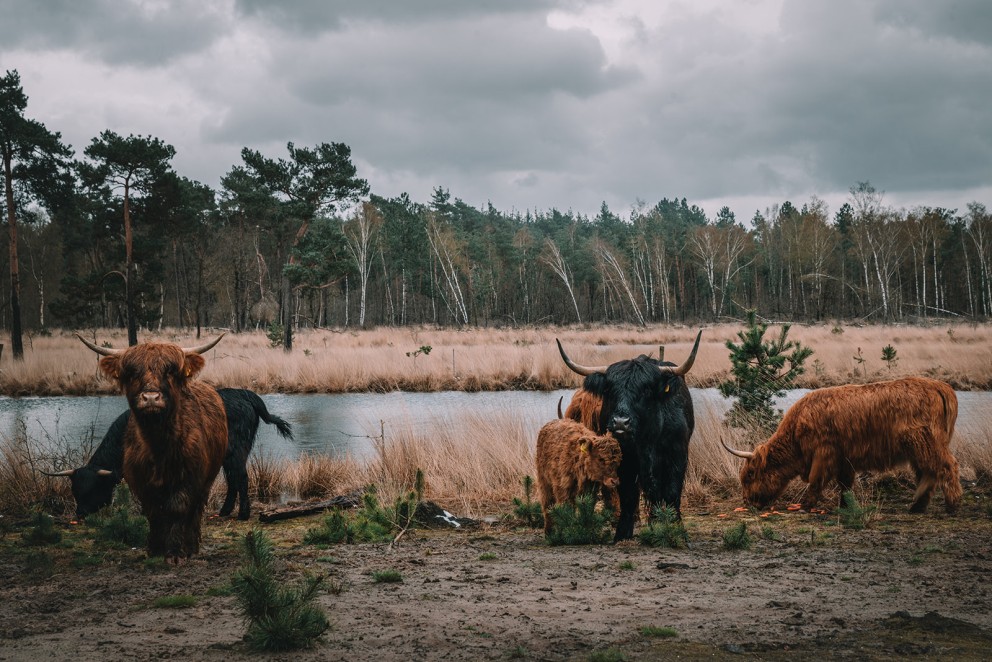 Schotse Hooglanders | Foto: Sheena Schouwink