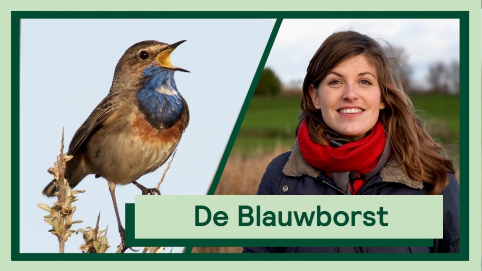 De blauwborst