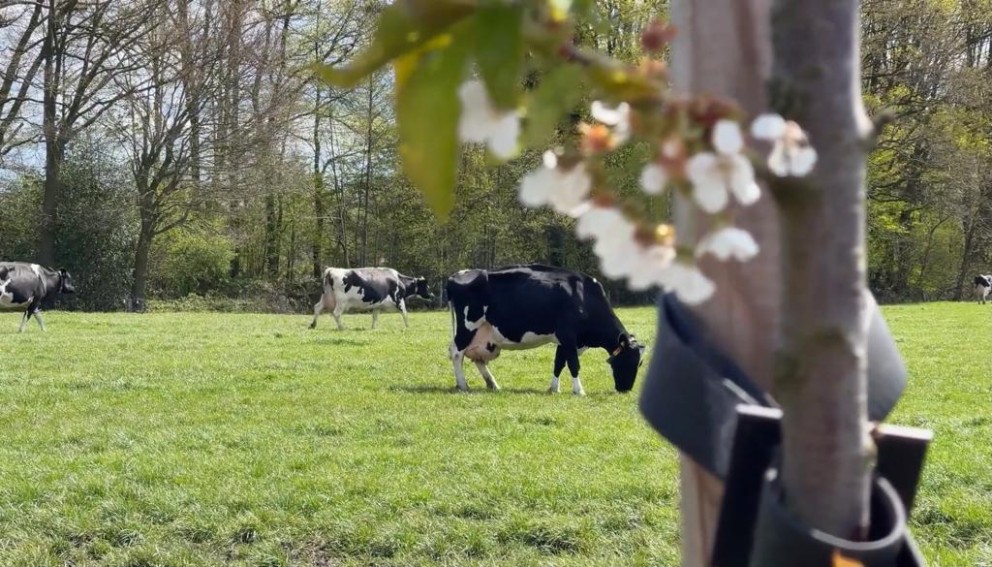 Koeien op zorgboerderij de Rokker | Foto: Zorgboerderij de Rokker