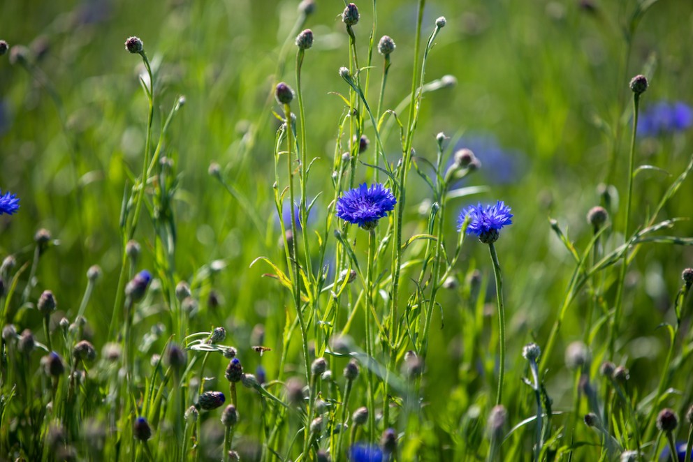 Biodynamische kruidentuin | Korenbloem | foto: Olle van der Weide