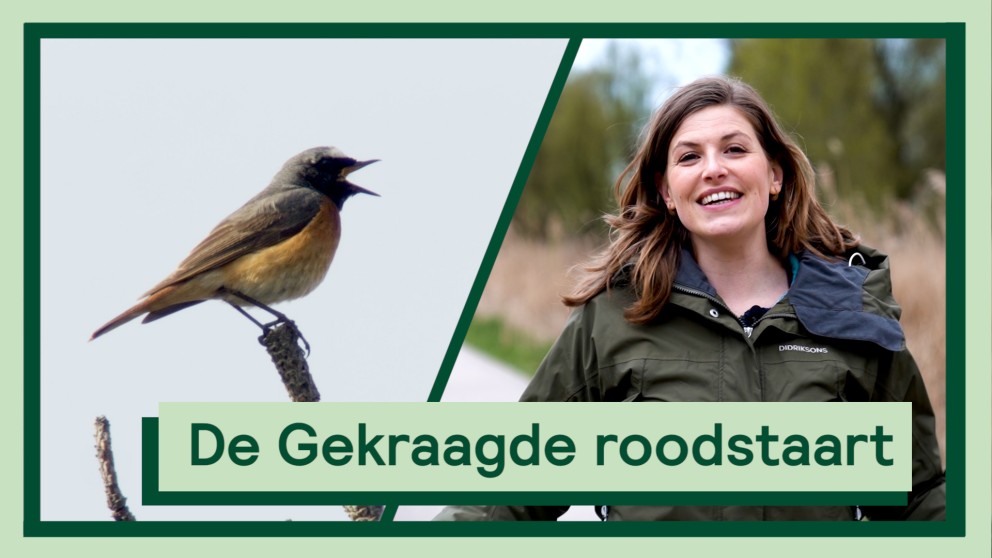 Gekraagde roodstaart