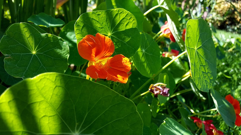 Oost-Indische kers | Foto: Pixabay