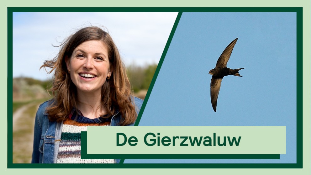 De gierzwaluw