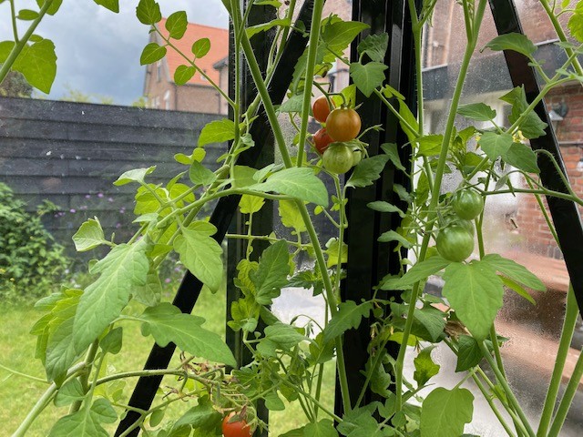 Tomaten uit eigen tuin
