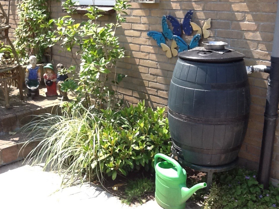 Door de bodembedekker heeft Betsy geen last van onkruid 