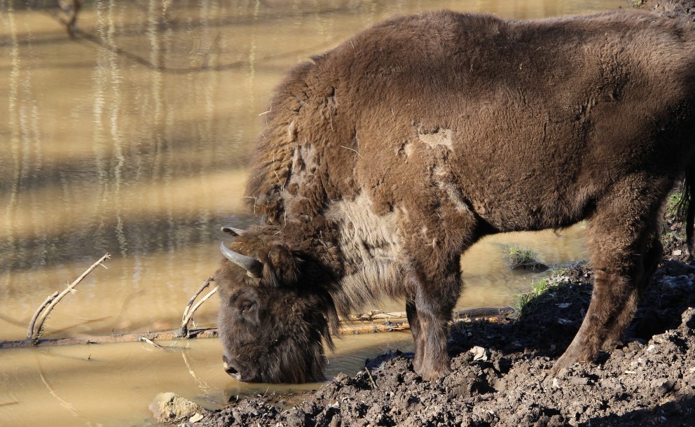 wisent
