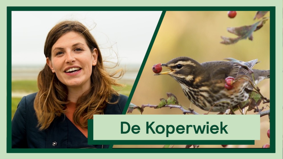 De Koperwiek