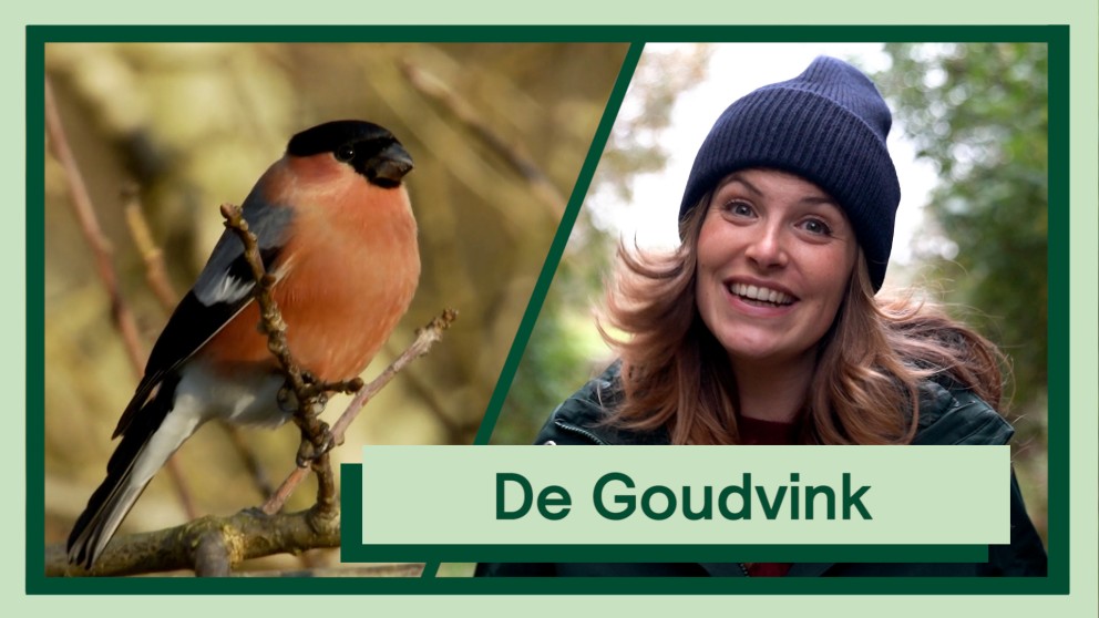 De Goudvink