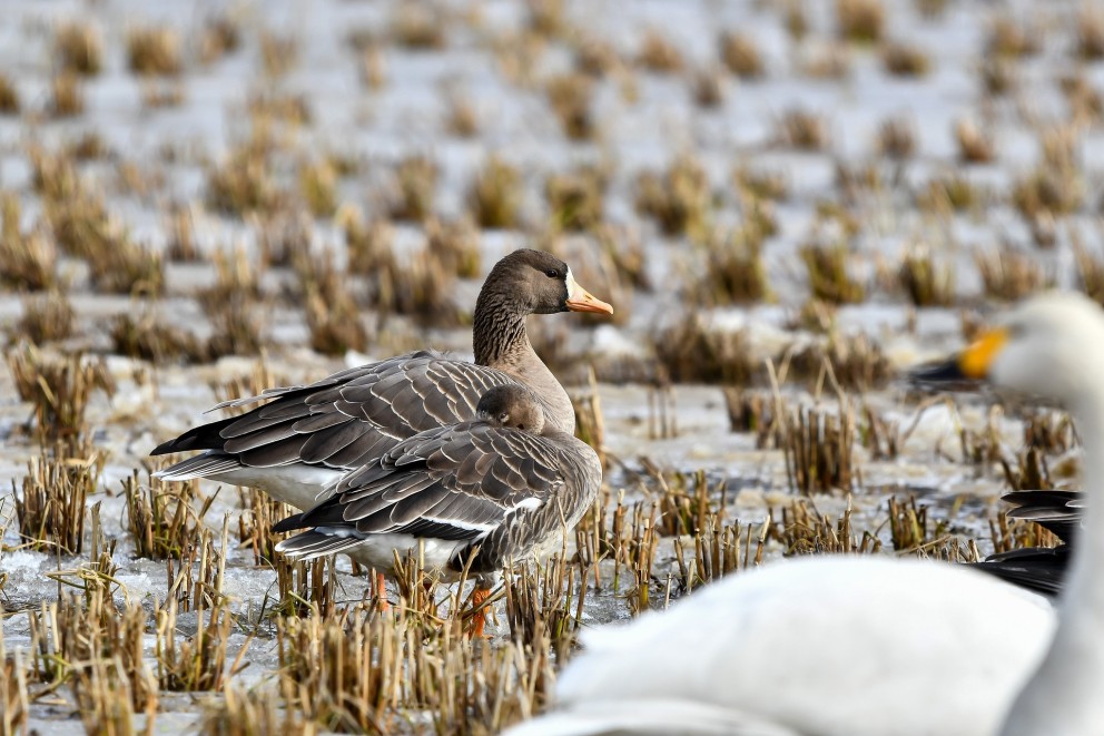 Kolgans op het gras | Foto: Pixabay