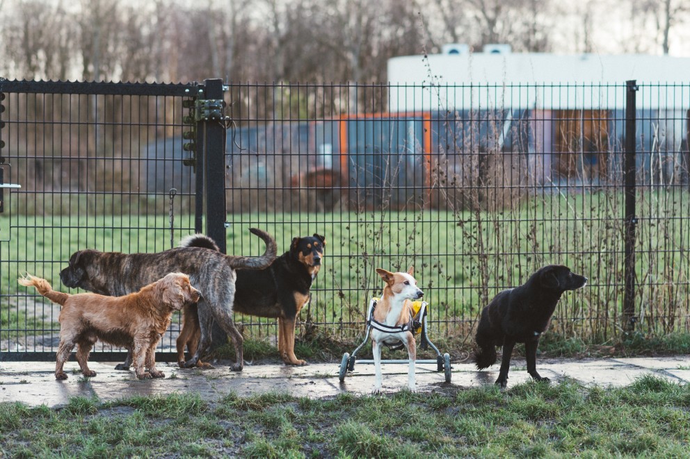 Dierenopvang Almere | Foto: Marjon Lukje