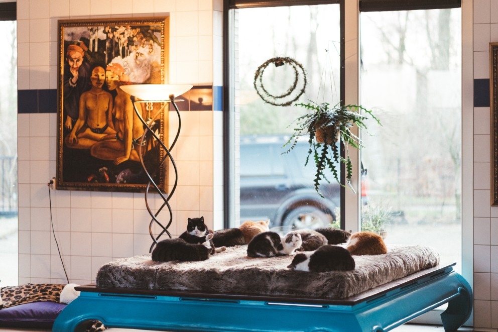 De katten komen helemaal tot rust in hun eigen kamer in de opvang in Almere | Foto: Marjon Lukje