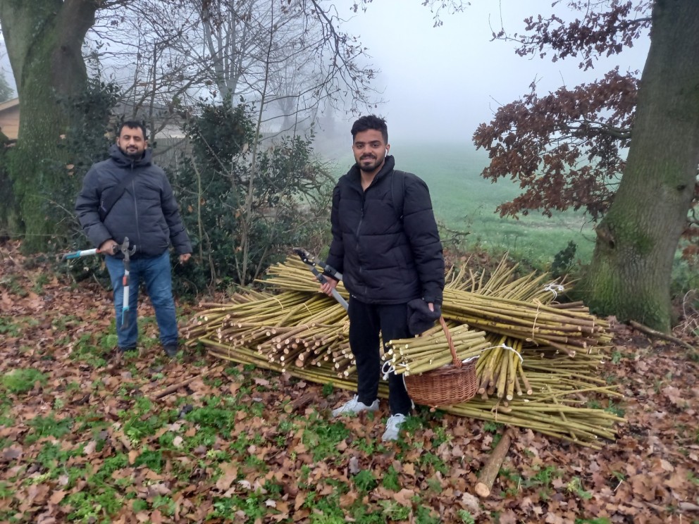 Wilgentenen verzamelen