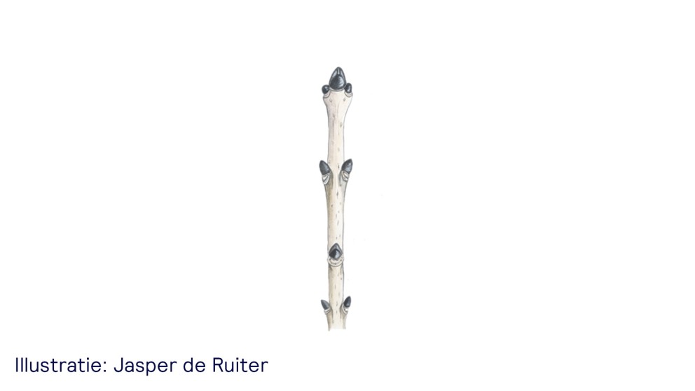 De es - uitsnede van illustratie Jasper de Ruiter