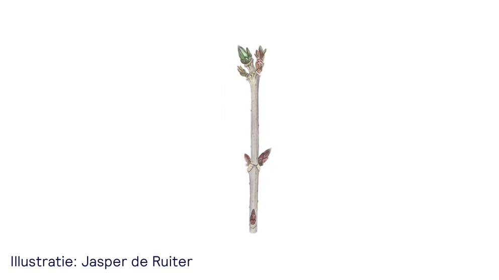 De vlier - uitsnede van illustratie Jasper de Ruiter