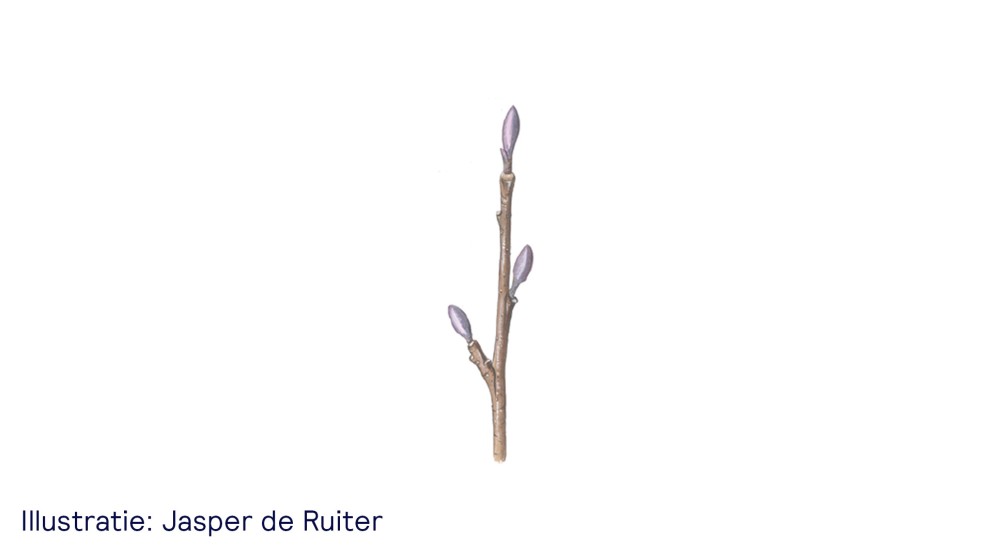 De zwarte els - uitsnede van illustratie Jasper de Ruiter