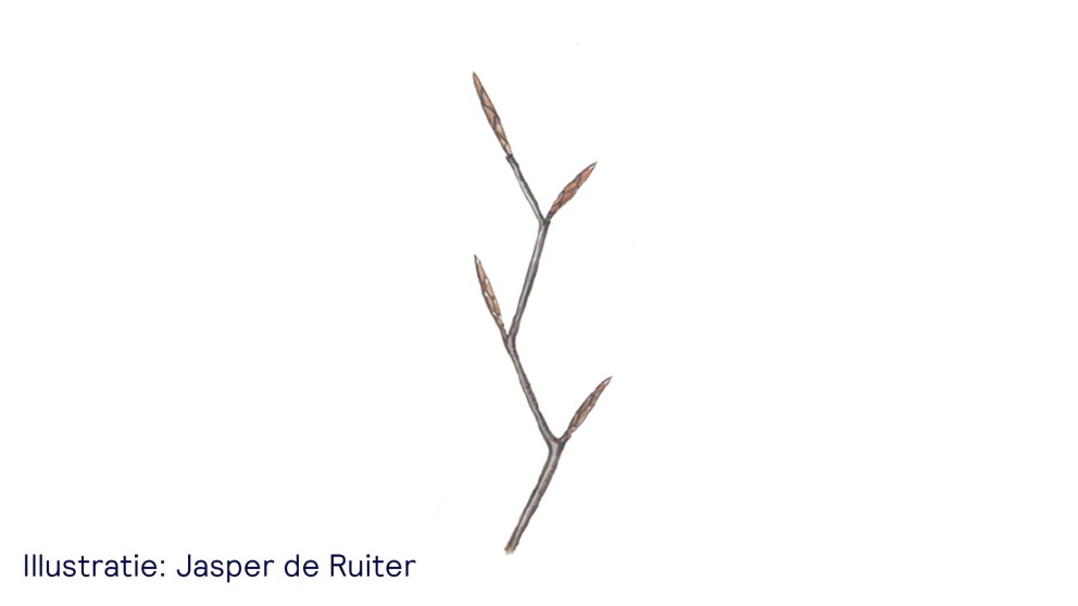 De beuk - uitsnede van illustratie Jasper de Ruiter