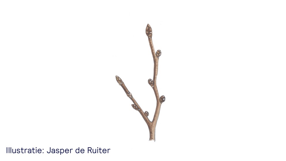 De gladde iep - uitsnede van illustratie Jasper de Ruiter