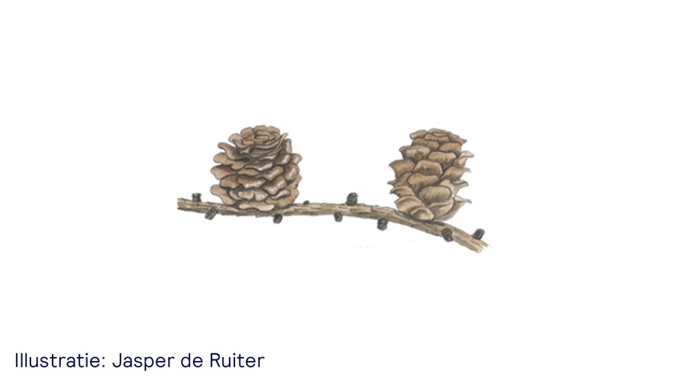 De lariks - uitsnede van illustratie Jasper de Ruiter