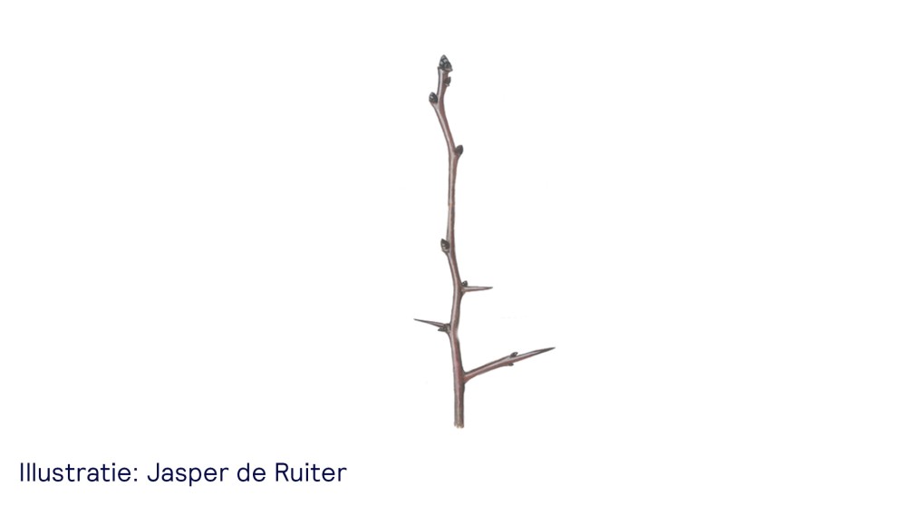 De meidoorn - uitsnede van illustratie Jasper de Ruiter