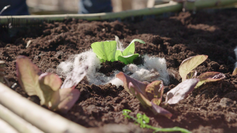 Sla in een perk (niet in de koude bak) maar met wol tegen slakken en om vocht vast te houden