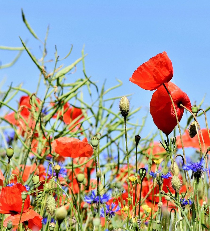 poppies