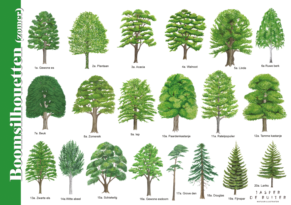 boomsilhouetten-zomer-Jasper de Ruiter