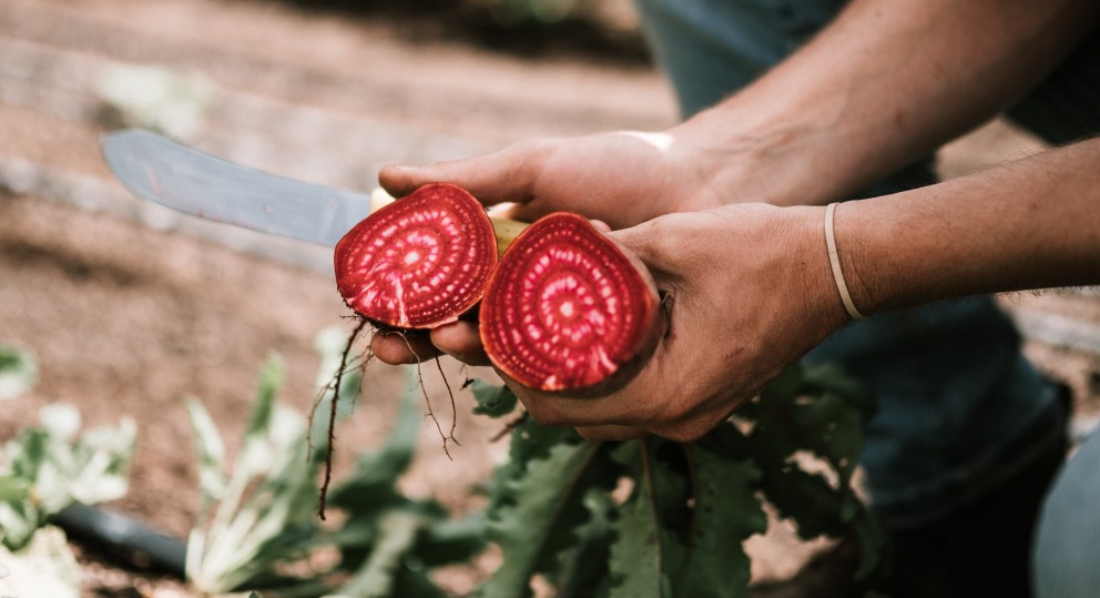 rode biet - pexels.jpg