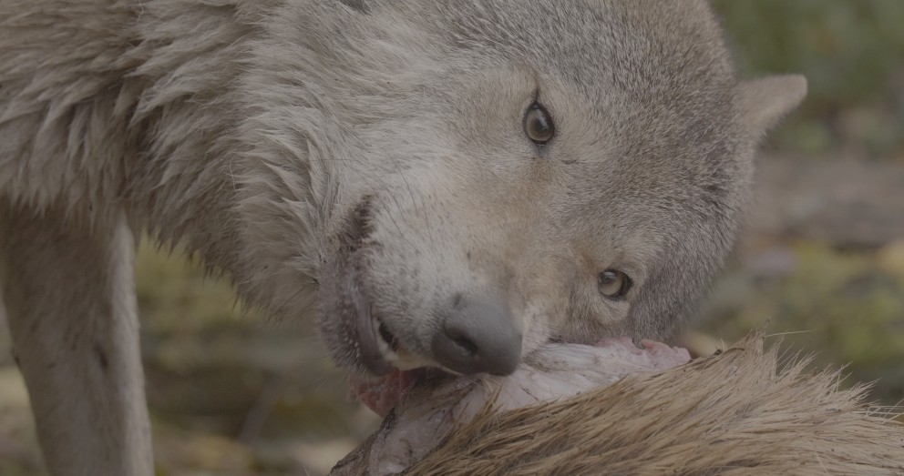 Een wolf geniet van zijn prooi