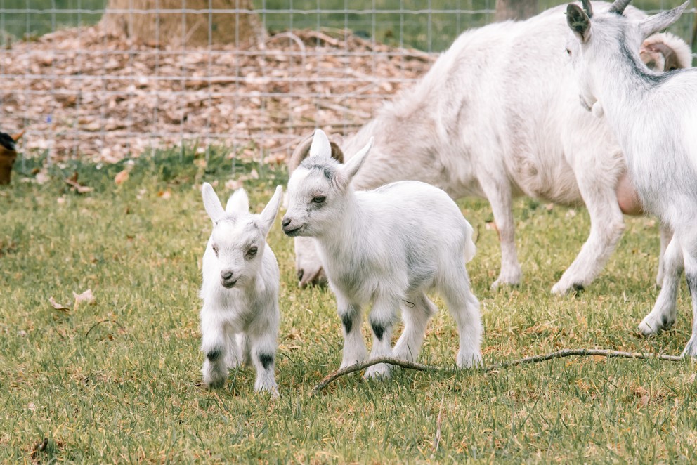Dwerggeiten lammetjes in de lente | Fotografie: Sheena Schouwink