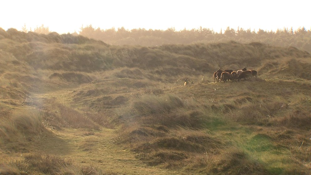 Wandelen op Vlieland