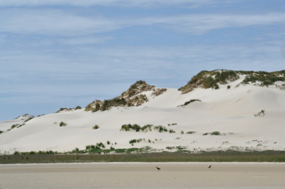 Wulpen op Terschelling | Bron: Staatsbosbeheer