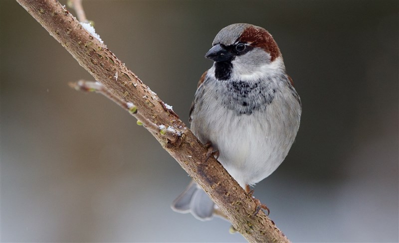 Huismus | Foto: Jan Lok