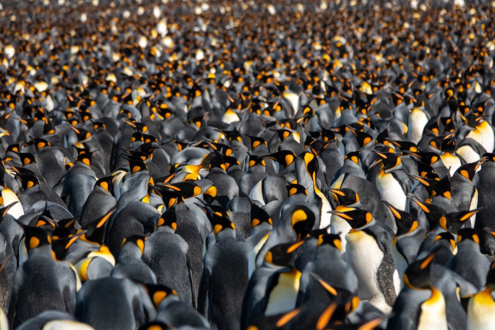 Pinguins | Fotograaf: Judith Smelt