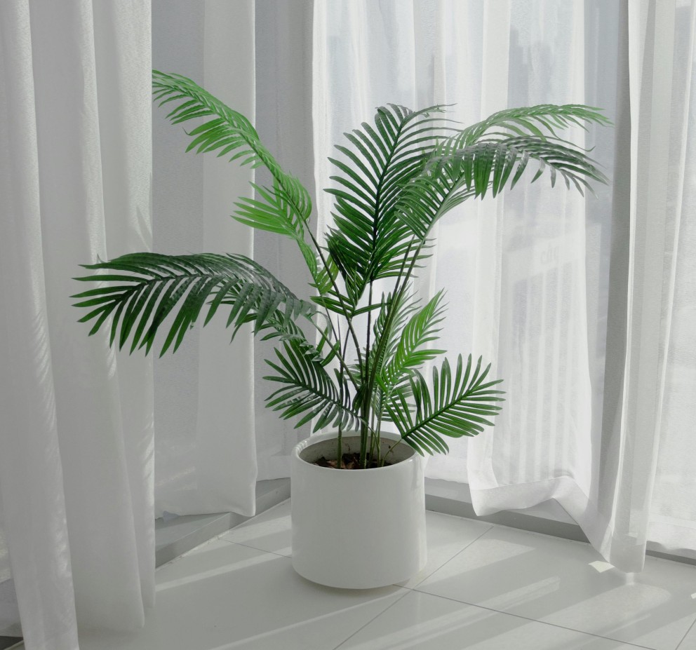 areca_palm_pexels.jpg