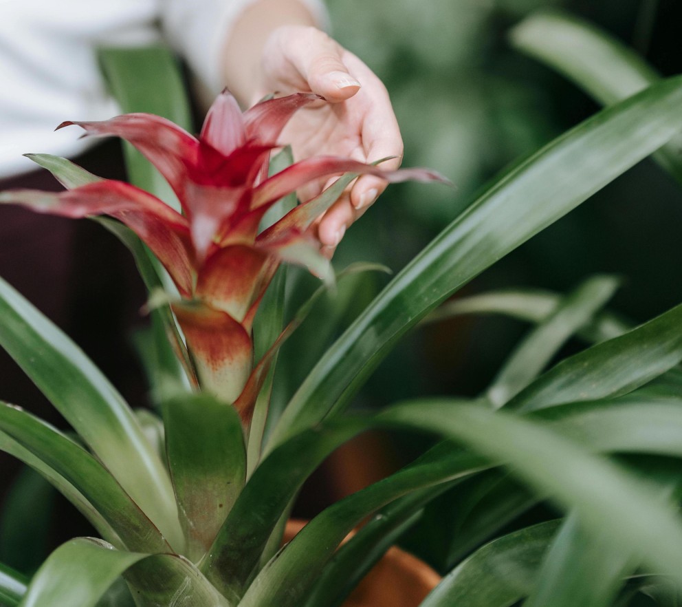 bromelia_pexels.jpg