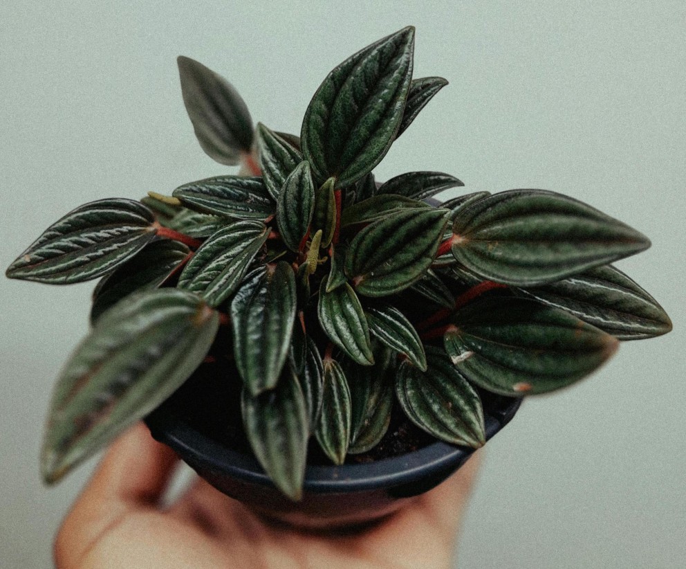peperomia_pexels.jpg