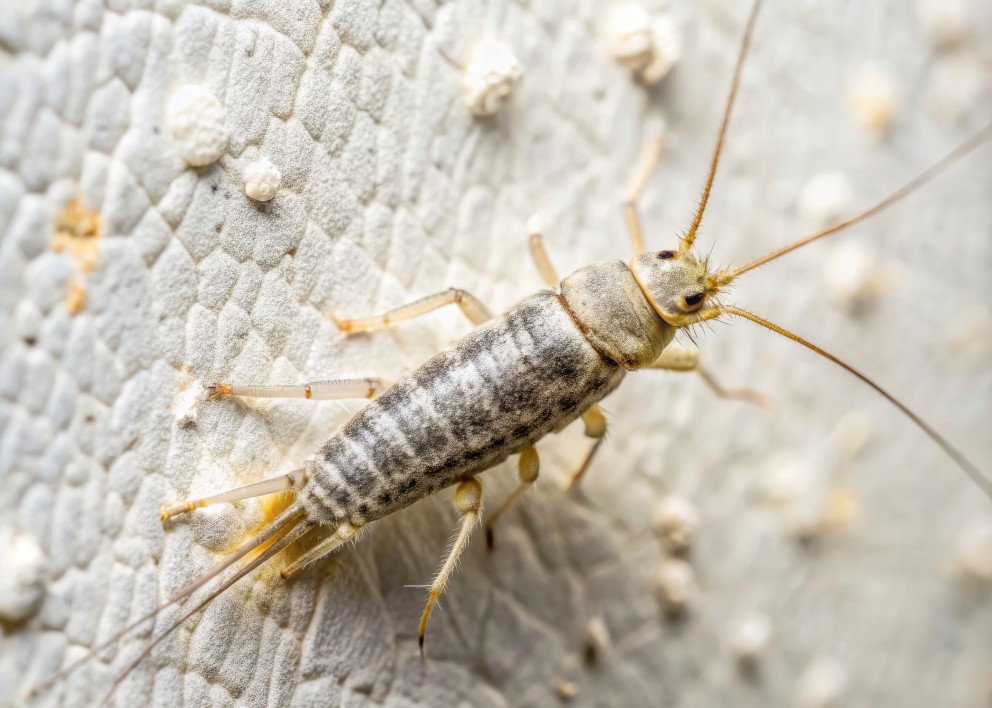 Papiervisje - Foto: adobestock