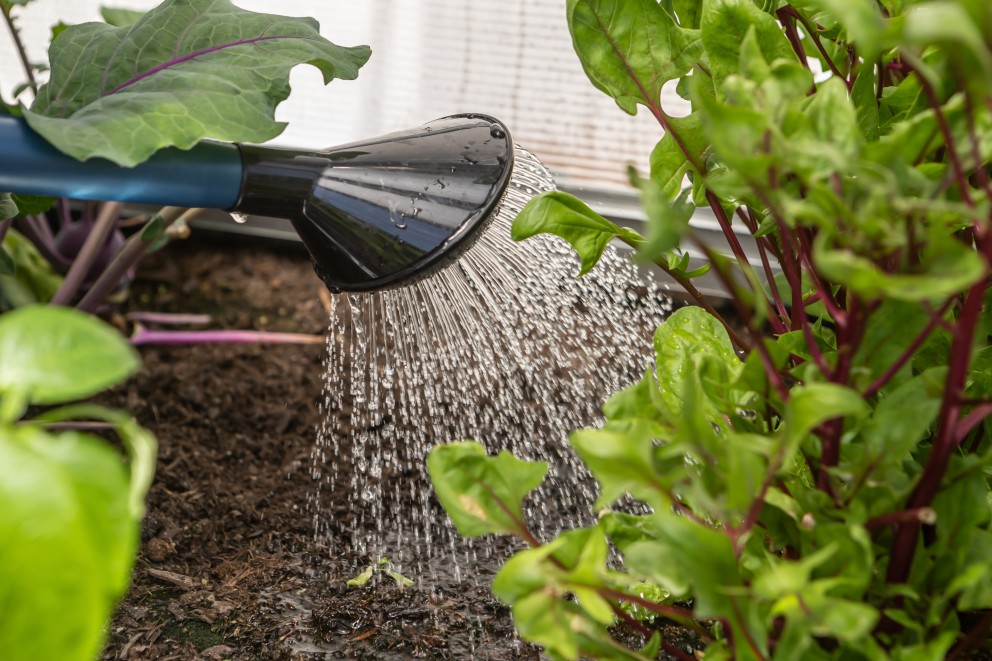 Zo geef je de tuin slim water bij hitte | Foro: Adobe Stock 