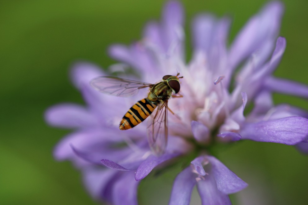 Zweefvlieg | Adobe Stock