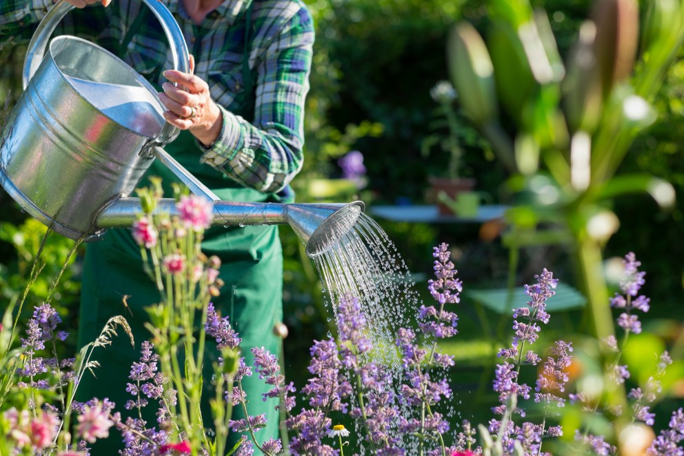Zo geef je de tuin slim water bij hitte | Foro: Adobe Stock 