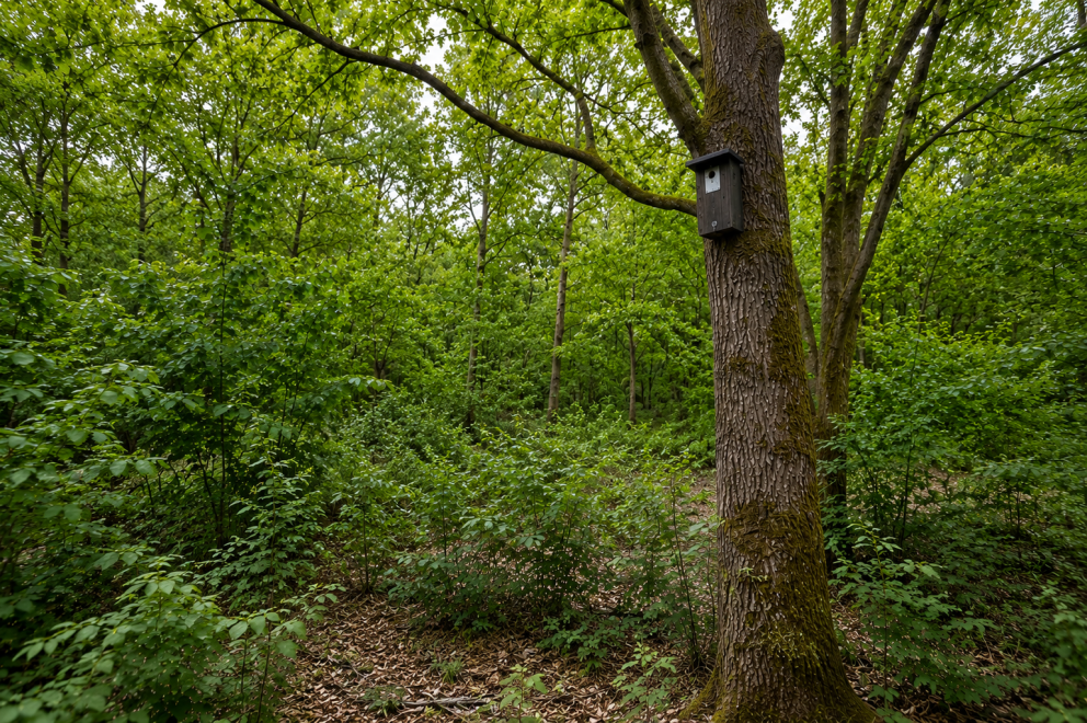 hoogte
