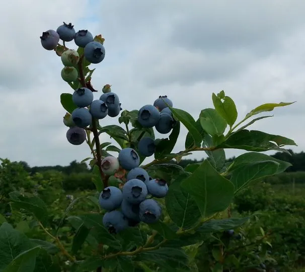 Prachtige tros bosbessen op het land van Maria en Edo | Foto: Noorderbos