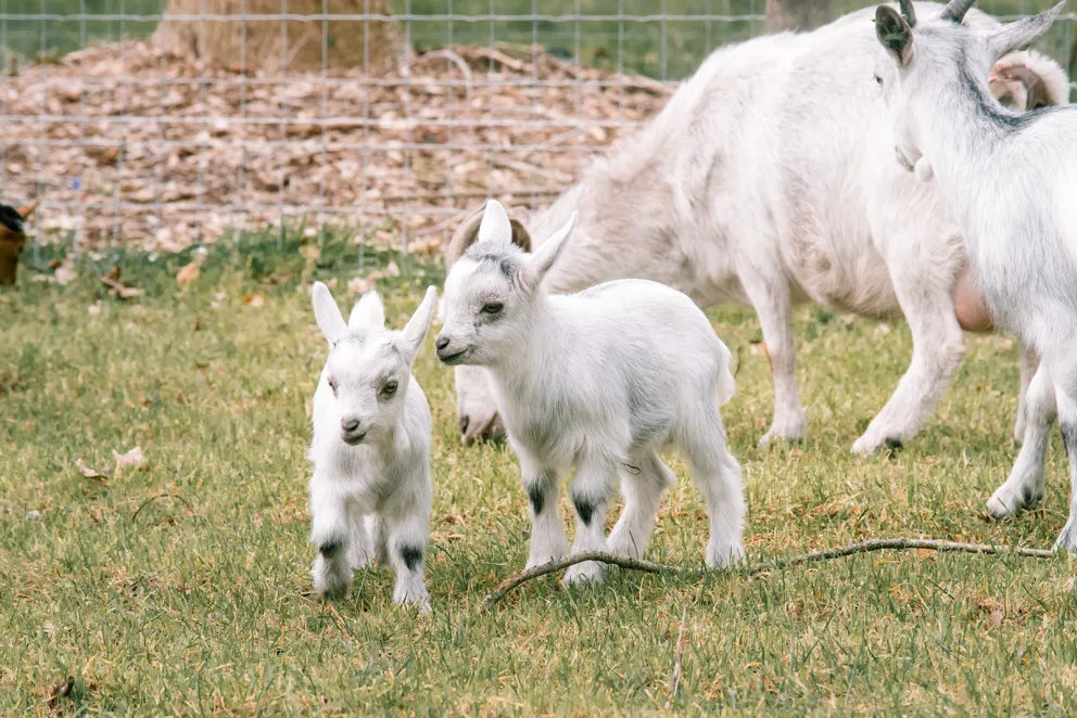 Dwerggeiten lammetjes in de lente | Fotografie: Sheena Schouwink