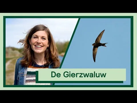 De Gierzwaluw | Uitvogelen met Camilla