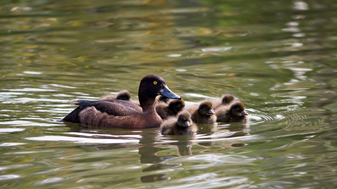 Topper met kroost