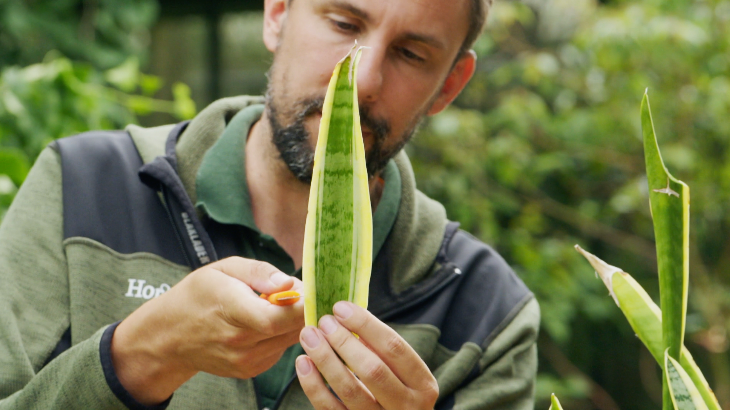 Zo stek je een sansevieria met plantenexpert Rogier van Vugt |  BinnensteBuiten