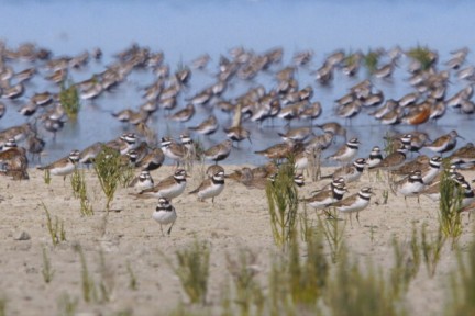Nederland, Waterland, Vogelland - Herfst