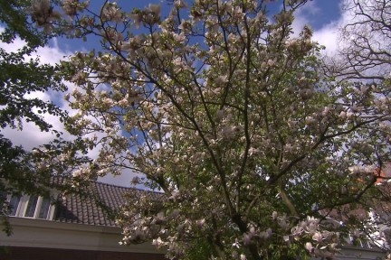 Siroop met stadse ingrediënten (90)