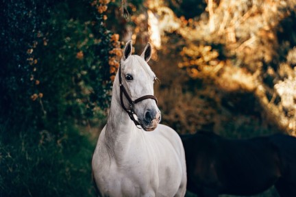 De paarden van de hulpsinten